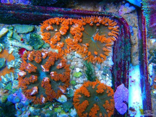 epicystis-crucifer-orange.jpg