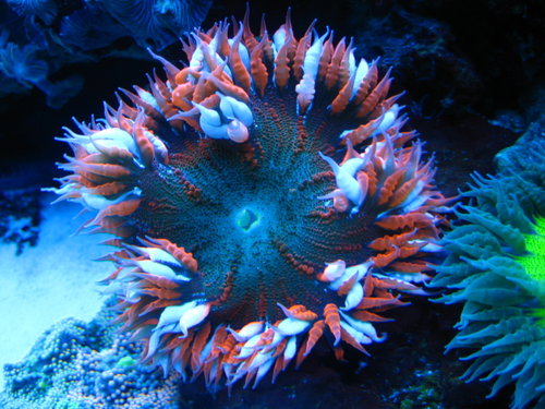 gallery_65952_3_1356252557_54893.jpg