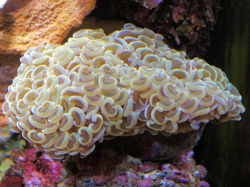 DSCF9484c.jpg