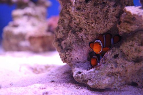 IMG_7644.JPG (39.48 KiB) Vist 2037 gange Klovnfiskenes nye hjem