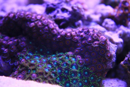 IMG_7619.JPG (48.46 KiB) Vist 1891 gange Lidt polypper der kun har fået lov at stå på en enkelt sten for ikke at brede sig for meget