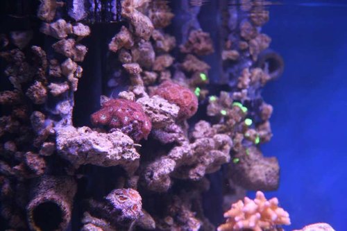 IMG_7635.JPG (41.81 KiB) Vist 2038 gange Overløbet bliver så småt dækket med lidt koraller