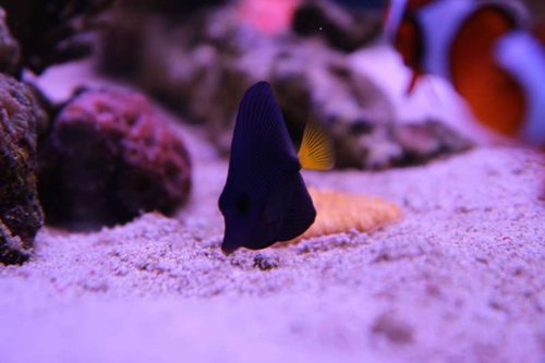 IMG_7638.JPG (29.07 KiB) Vist 2038 gange Den lilla kirurg