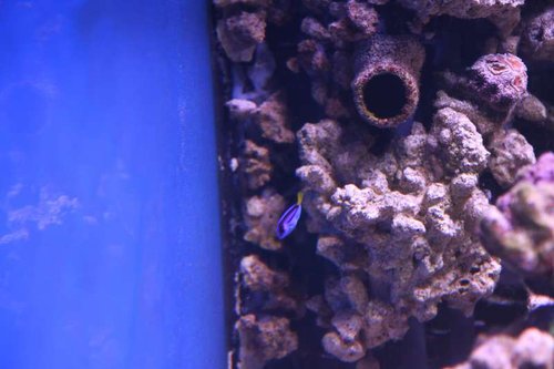 IMG_7634.JPG (36.24 KiB) Vist 2026 gange Palet kirurg - ja den svømmer foran et 25 mm PVC rør øverst i billedet...