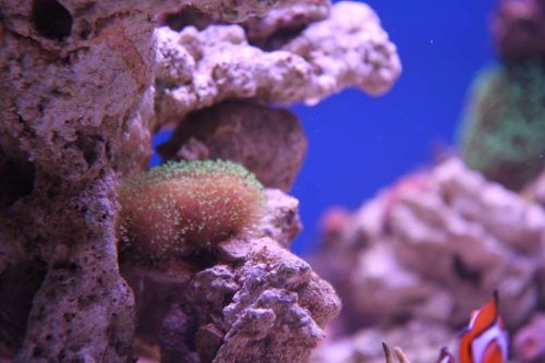 IMG_7626.JPG (38.08 KiB) Vist 2019 gange Lille ny sarcophyton