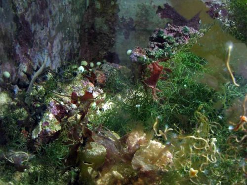 refugium