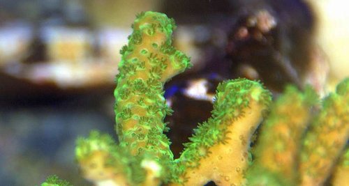 acropora id.jpg