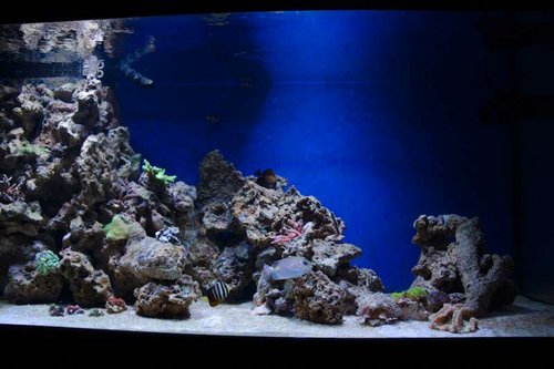 Dag 54 - Akvariet.jpg