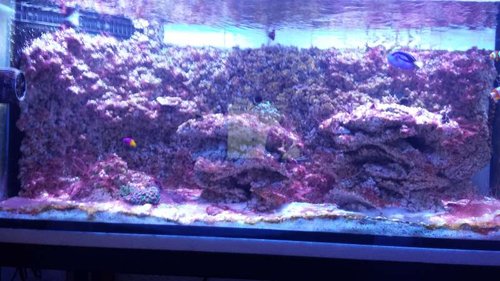 Cyano.jpg