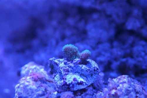 Stylophora.JPG