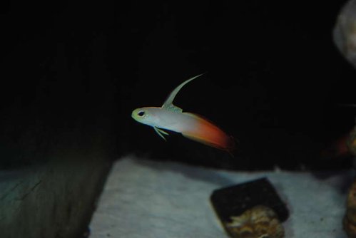 DSC_0036.JPG
