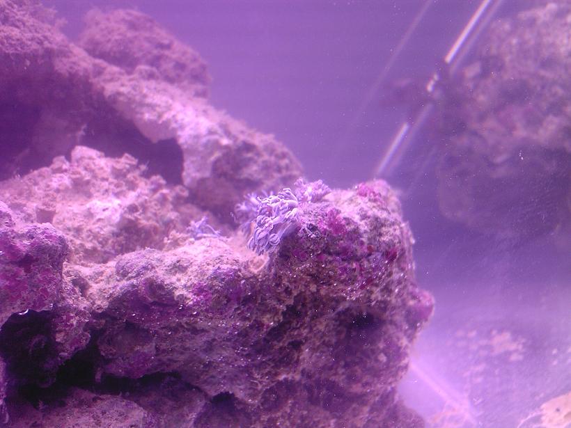 anemone?
