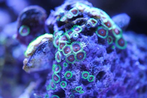 zoa