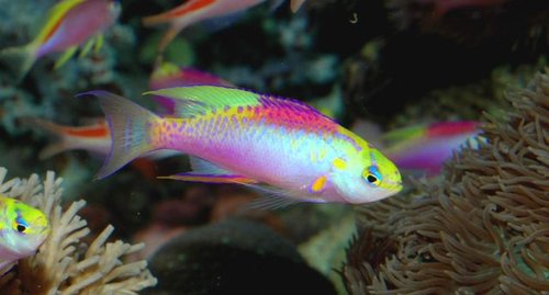 Pseudanthias ventralis Australia