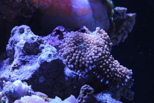 DSC_0111 svar.JPG