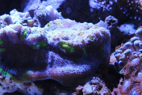 DSC_0114 svar.JPG
