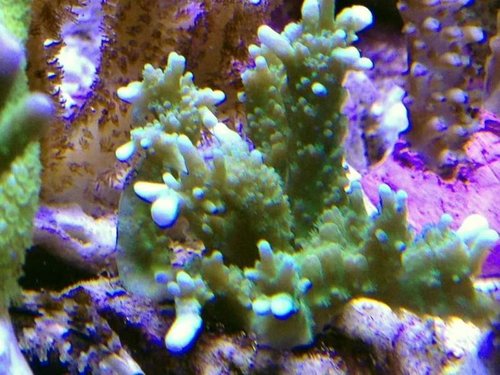 anacropora