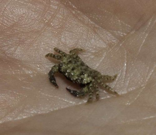 tinycrabhitchiker[1].jpg