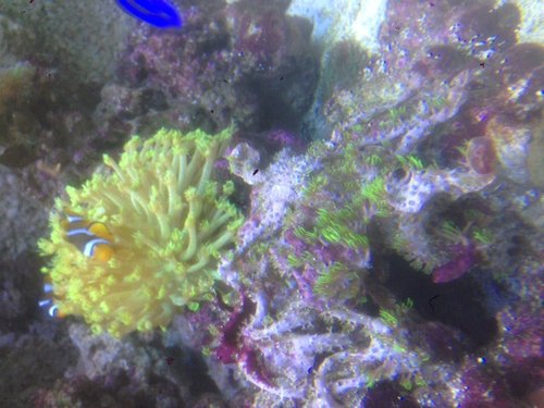 Clavularia Viridis den fylder normalt hele stenen