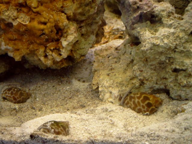 ti sandvendere, vildt underholdene :lol: