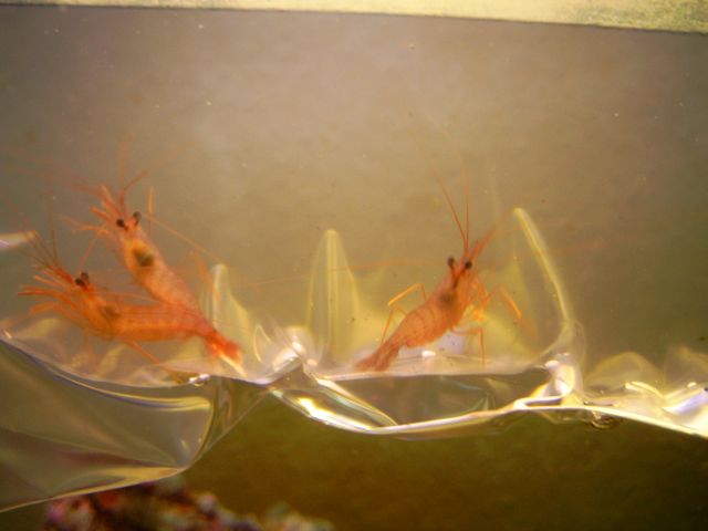 4 wurdemani er kommet til som forstærkning, gal en kegle der solgte dem. mangler kun en Berghia verrucicornis for total krig.<br />Ved ikke hvem, men en eller anden har spist min blomst :evil: