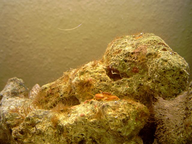 lidt bedre billed af krabben, tror jeg har fundet dens navn. Trapezia ferruginea