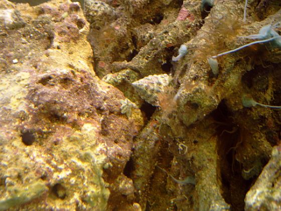 En af de nye stjerner, den er ikke køn, men 70 kr/kg må siges at være billigt :P