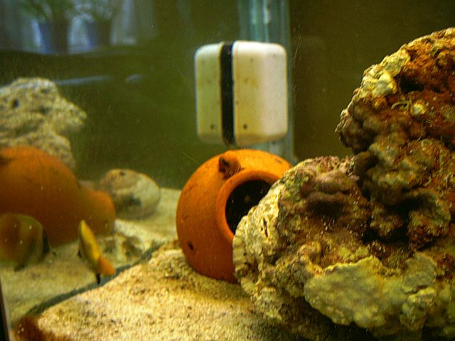 umuligt at tage et godt billed af den, må øve mig lidt. Den er også blevet syg :(