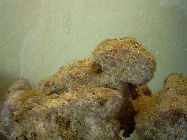 Efter en uge med wudemani