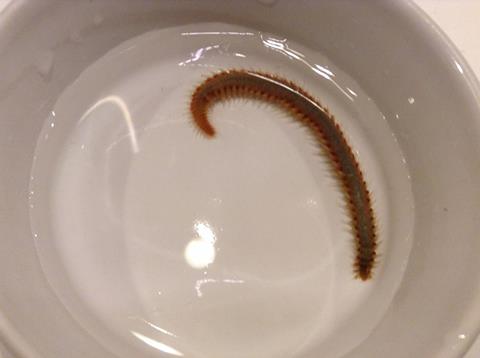 Orm i akvarium.jpg