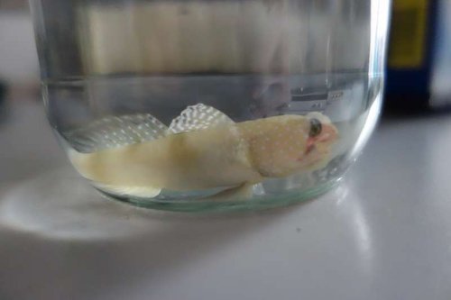 Se den ene side af hovedet, der er et hul eller noget i den stil