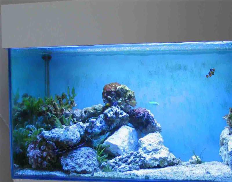 akvariet2_960 (Medium).jpg
