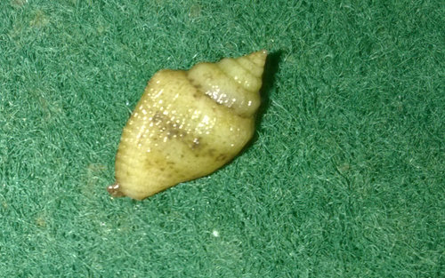 snegl2.jpg