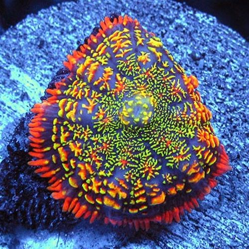 maui-wowi-rhodactis-mushroom.jpg