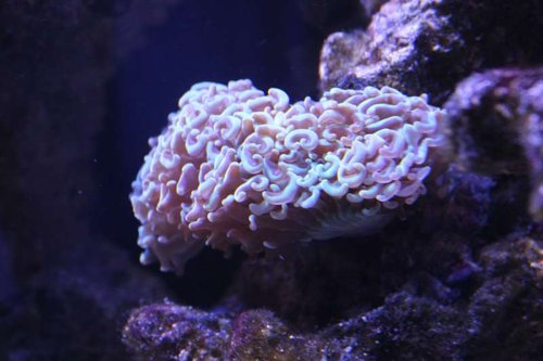 IMG_0509.JPG