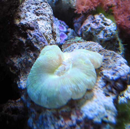 Min Trachaphyllia