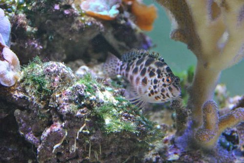 DSC_0871.JPG