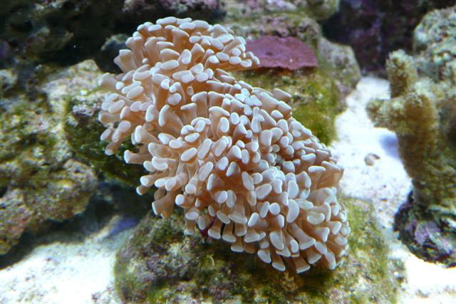 Euphyllia Ancora - hammerkoral