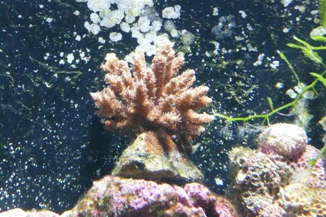 Acropora milipora