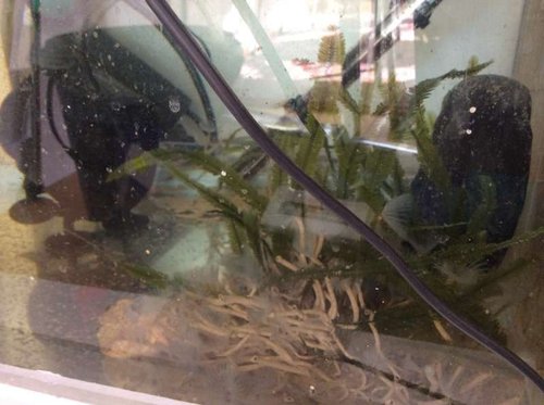 image.jpg (43.73 KiB) Vist 3199 gange Refugium