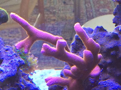 image.jpg (52 KiB) Vist 3199 gange Masser af polyp her