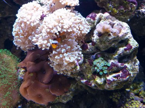 Hammerkoral og zoas
