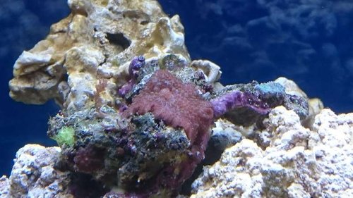 2.JPG (51.25 KiB) Vist 2587 gange Div. Discosoma