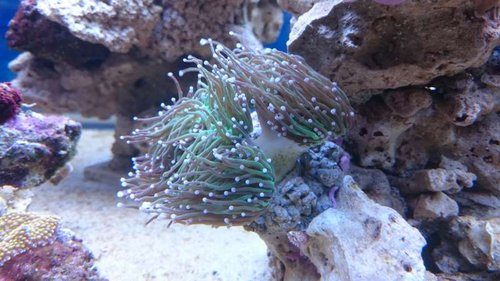 11.JPG (50.98 KiB) Vist 2587 gange Euphyllia glabrescens (green)