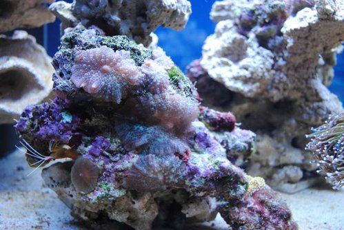 8.JPG (60.98 KiB) Vist 2587 gange Lysmata amboinensis, Div. Discosoma og Euphyllia glabrescens (green)