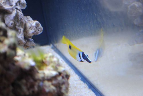 17.JPG (26.12 KiB) Vist 2587 gange Siganus unimaculatus