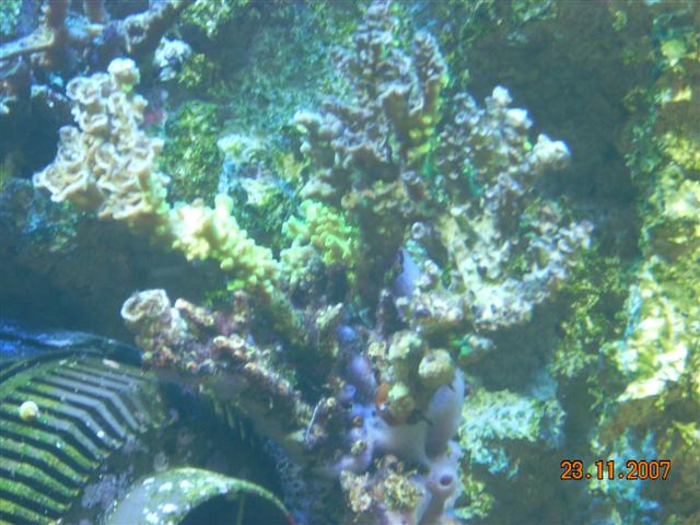 Læg mærke til korallernes vækst lige over pumpen.