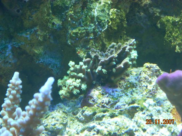 Her kan I også se den grå vækst plus den forkerte vækstform