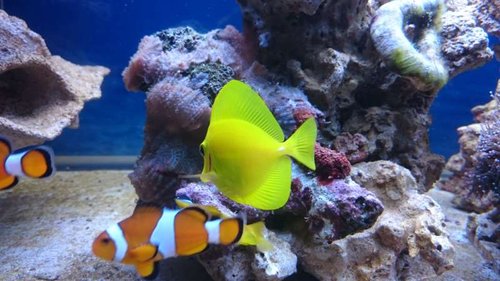 11.JPG (48.91 KiB) Vist 3451 gange Amphiprion ocellaris og Zebrasoma flavescens