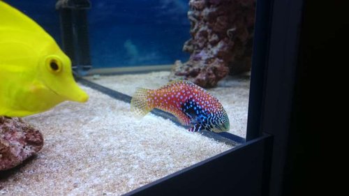 1.JPG (31.07 KiB) Vist 3451 gange Zebrasoma flavescens og Macropharyngodon bipartitus (female)